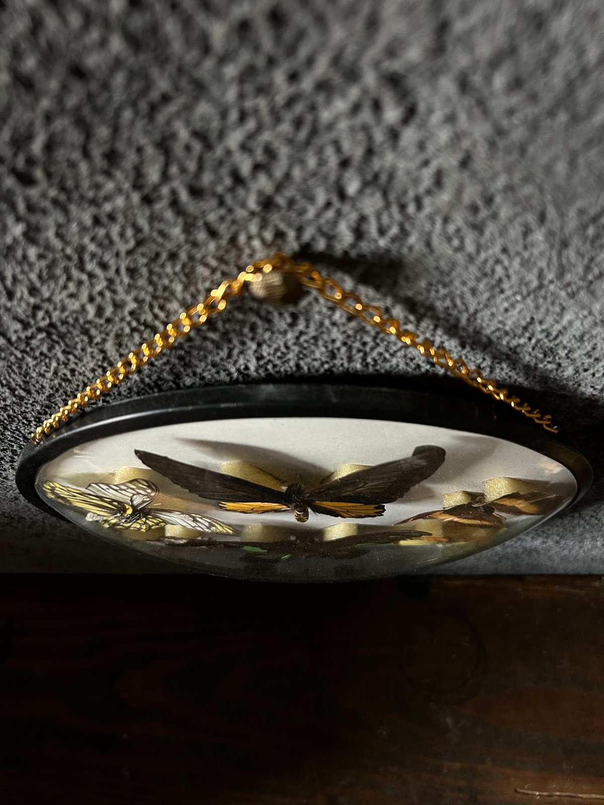 蝶の標本/壁掛け/丸型/クラシック | 骨董・アンティークのオンライン