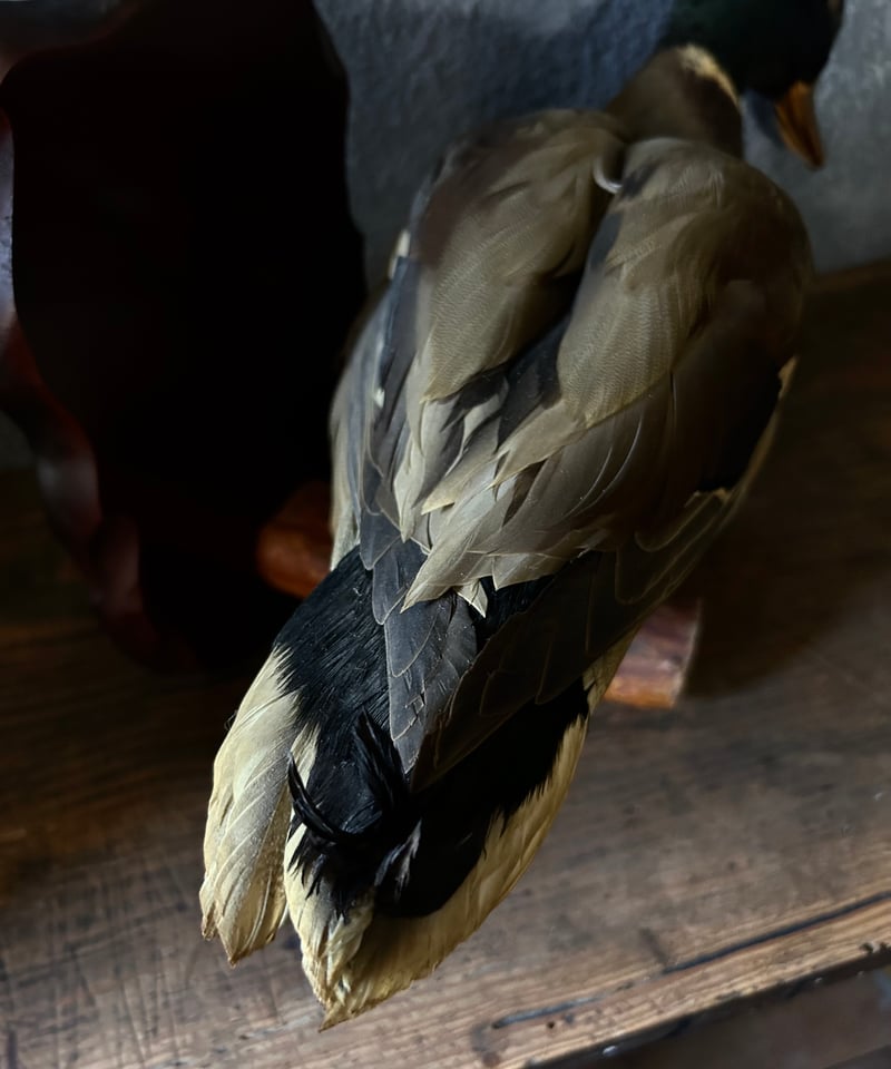 真鴨の剥製/骨董/アンティーク/壁掛け | 骨董・アンティークの