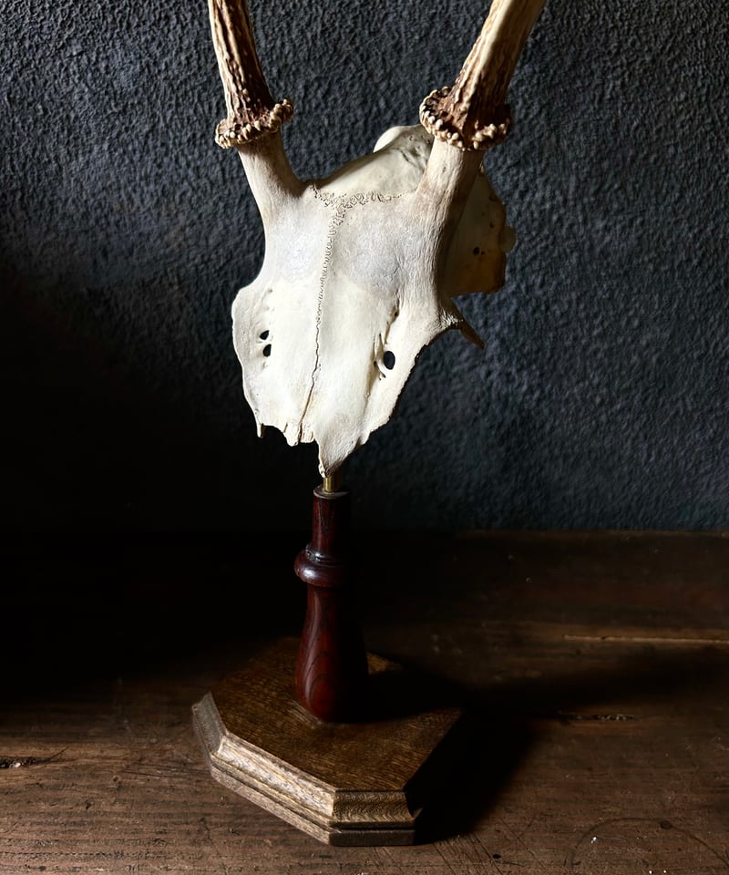 天然素材マンモス 骨製、鹿角？置物 必ずオマケがついてくる！ マンモス セット を販売中！！ | アンフィ