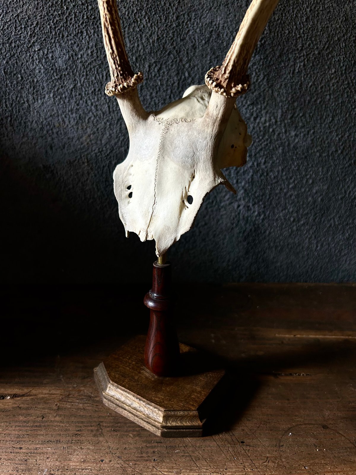 鹿角 標本 / 本物 頭蓋骨 / ハンティングトロフィー / 自然標本