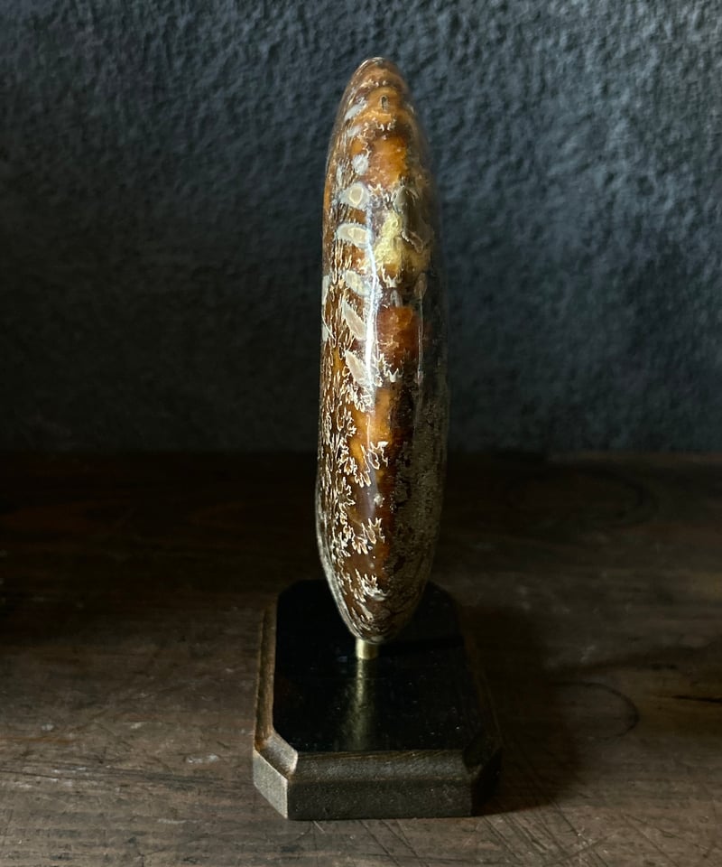 アンモナイト/オブジェ/標本/茶色/縫合線/原石/ | 骨董・アンティーク