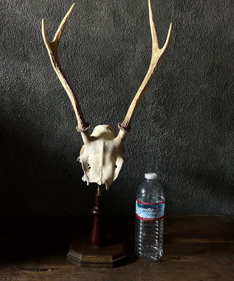 鹿角 標本 / 本物 頭蓋骨 / ハンティングトロフィー / 自然標本