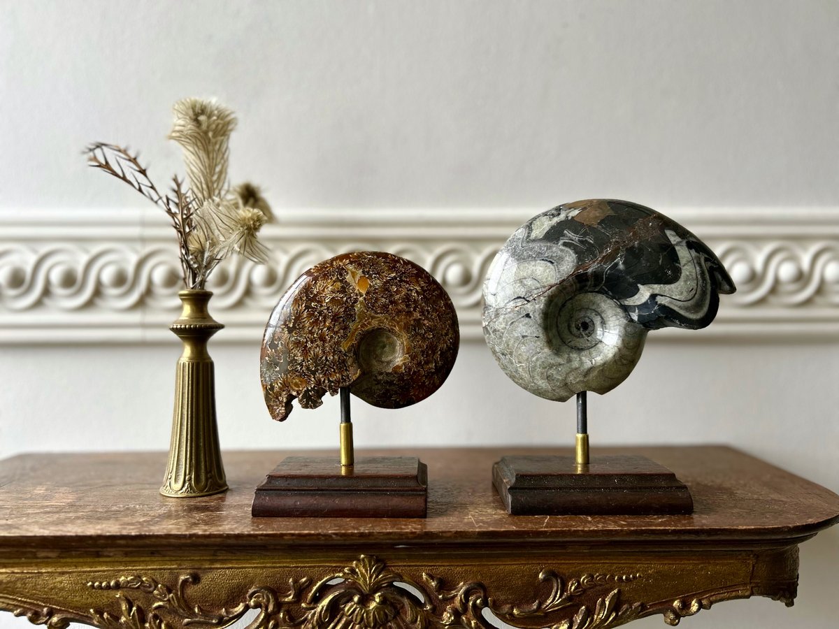 アンモナイト 化石群集 コレクション 原石 自然 置物 歴史資料 古代