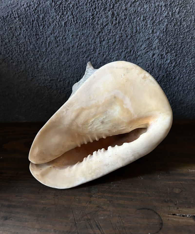 巻き貝の標本/トウカムリガイ/大きい/アンティーク | 骨董