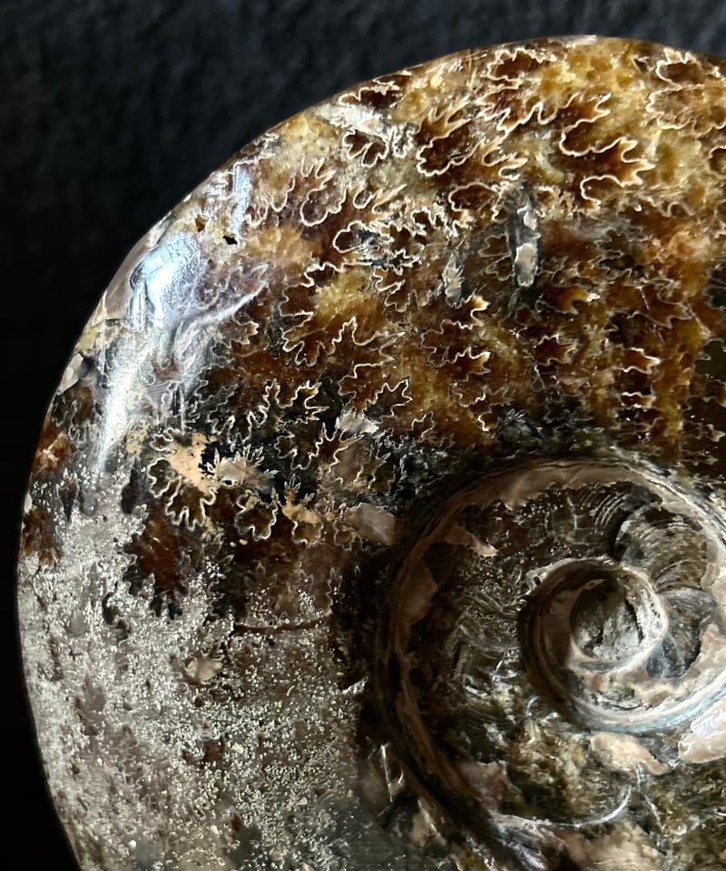 アンモナイト/オブジェ/標本/茶色/縫合線/原石/ | 骨董・アンティーク