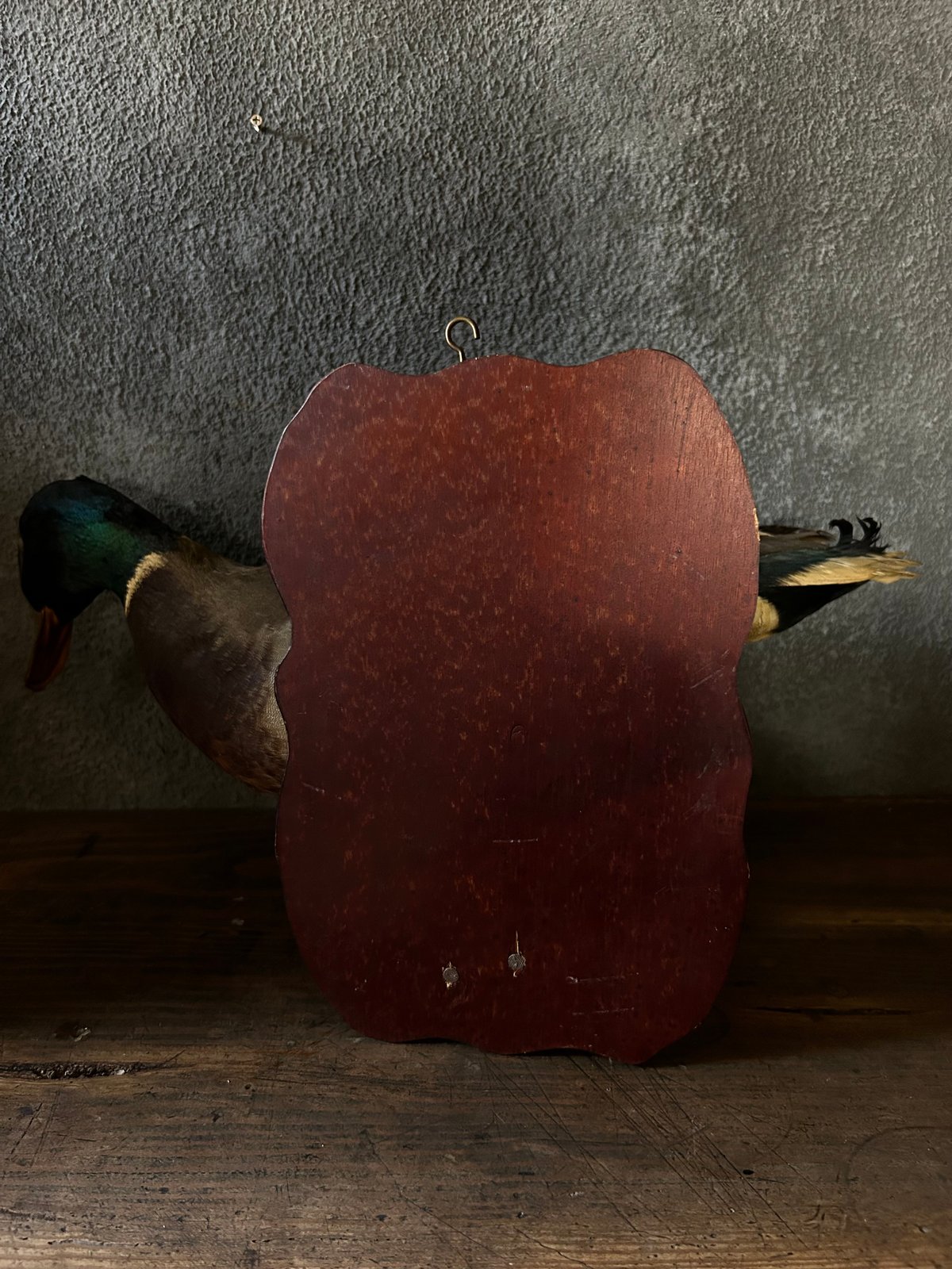 真鴨の剥製/骨董/アンティーク/壁掛け | 骨董・アンティークの