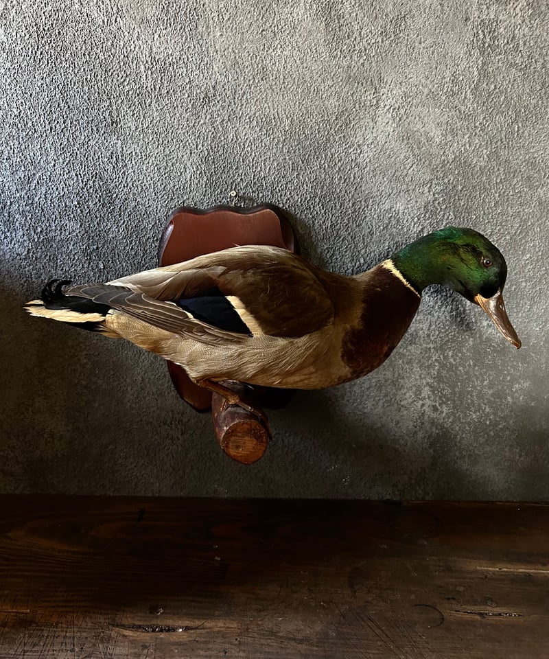 壁掛けよう小鴨の剥製 マガモ 剥製 壁掛けよう小鴨の剥製 ここちよい