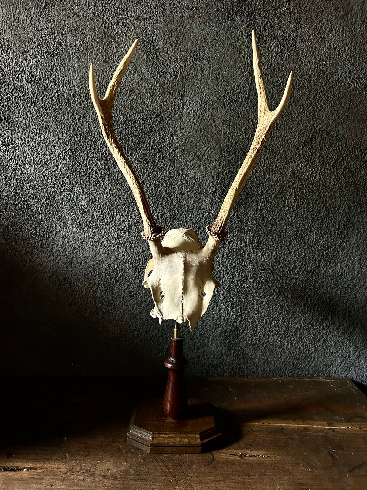 鹿角 標本 / 本物 頭蓋骨 / ハンティングトロフィー / 自然標本