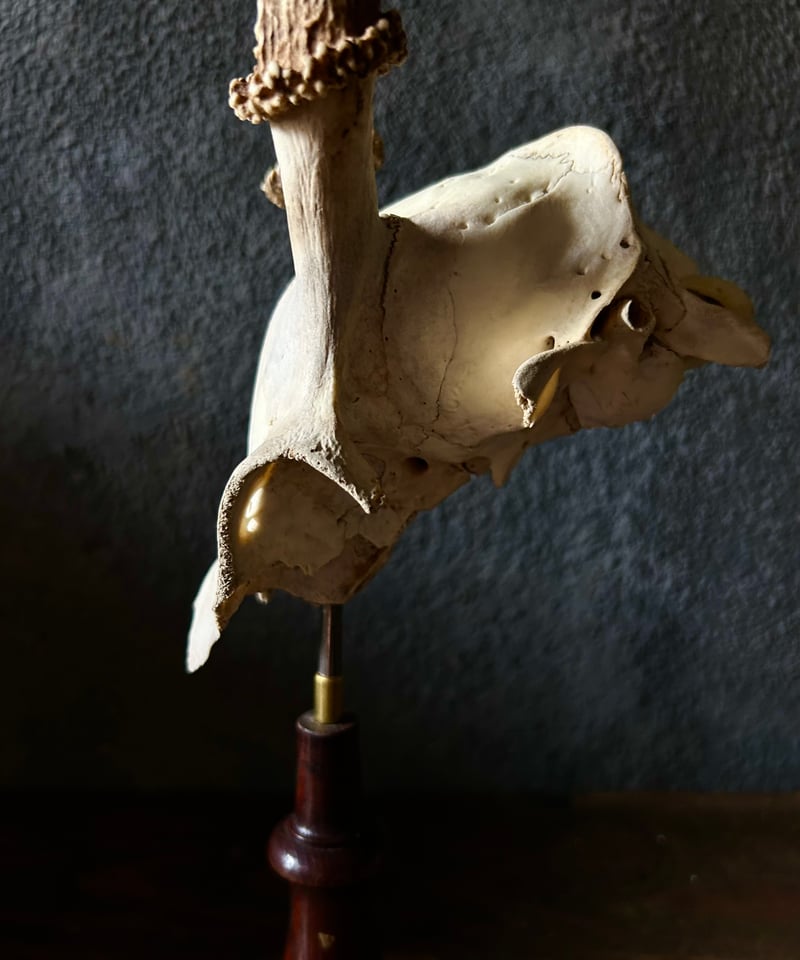 鹿角 標本 / 本物 頭蓋骨 / ハンティングトロフィー / 自然標本