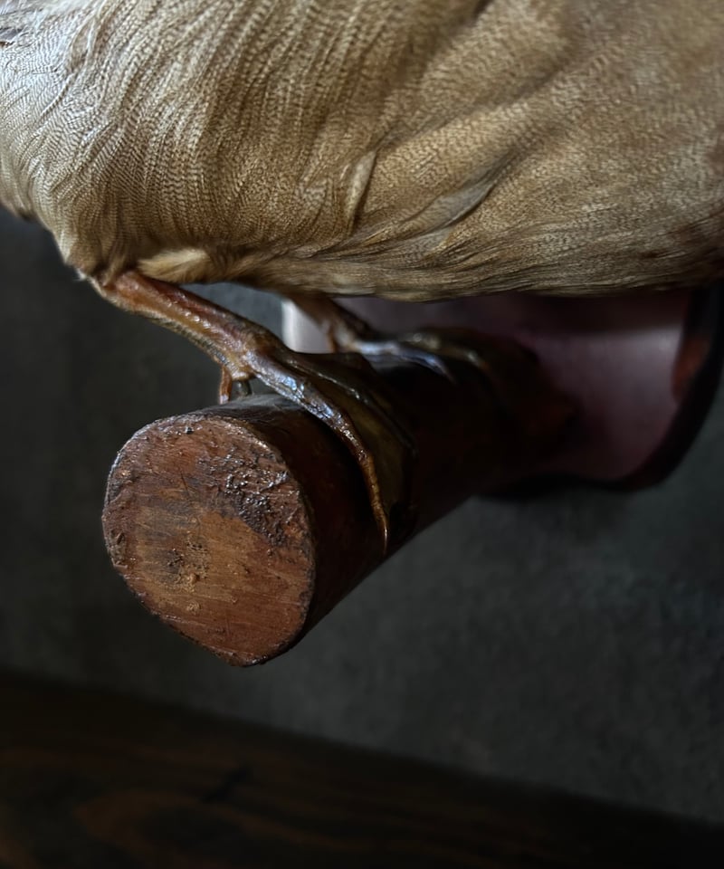 真鴨の剥製/骨董/アンティーク/壁掛け | 骨董・アンティークの