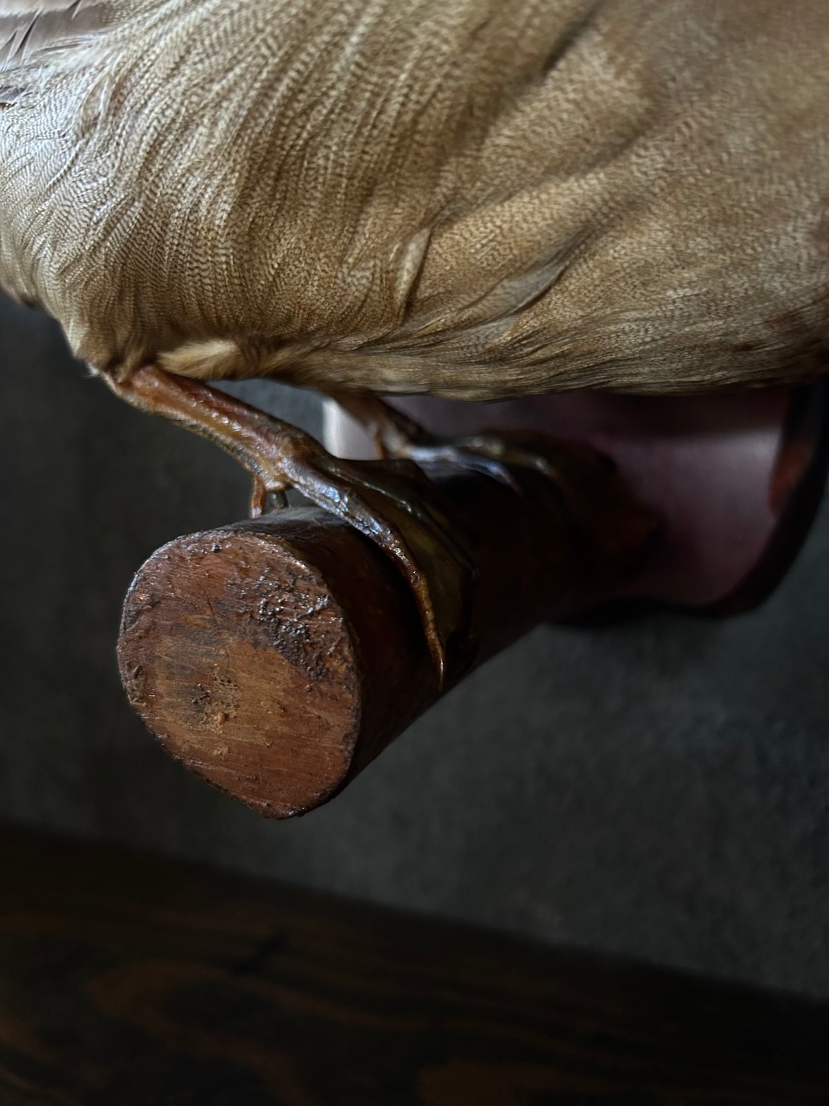 真鴨の剥製/骨董/アンティーク/壁掛け | 骨董・アンティークの