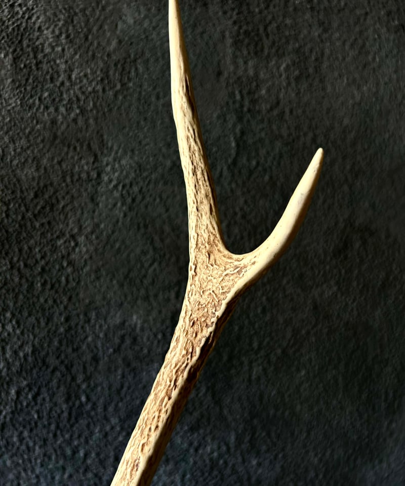 鹿角 標本 / 本物 頭蓋骨 / ハンティングトロフィー / 自然標本