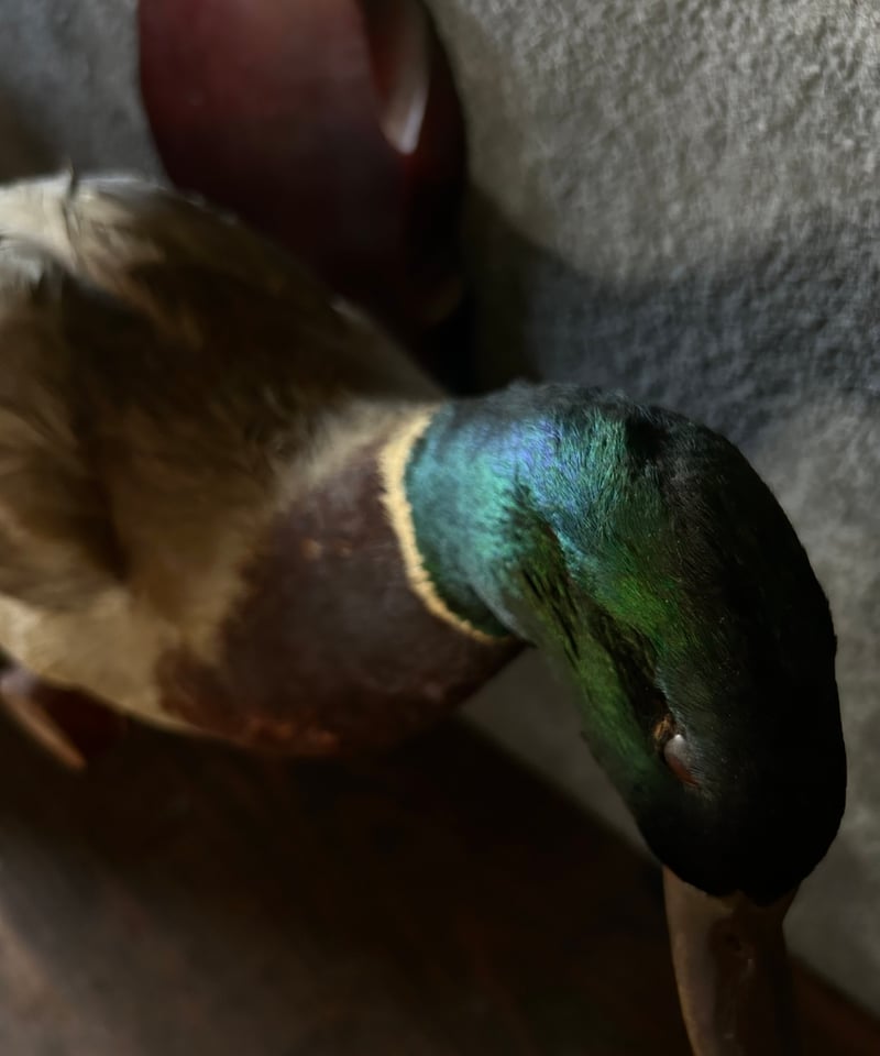 真鴨の剥製/骨董/アンティーク/壁掛け | 骨董・アンティークの