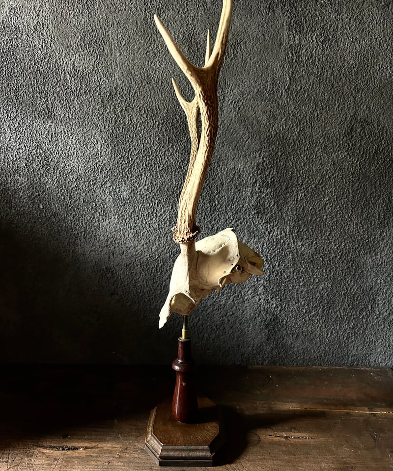 鹿角 標本 / 本物 頭蓋骨 / ハンティングトロフィー / 自然標本