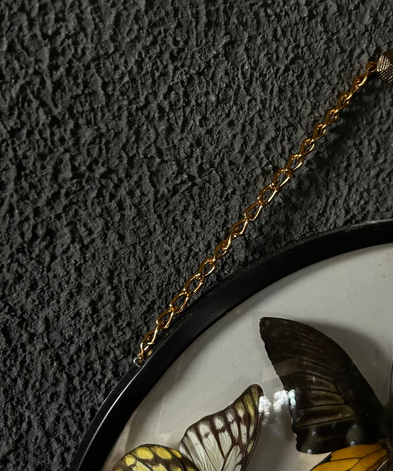 蝶の標本/壁掛け/丸型/クラシック | 骨董・アンティークのオンライン