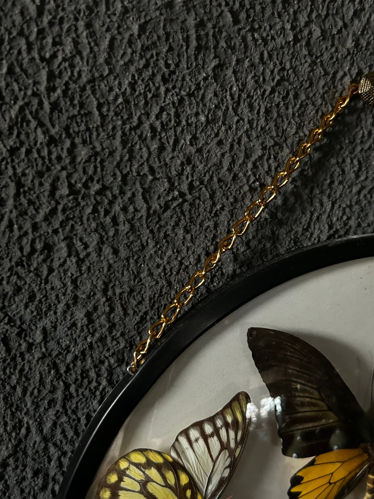 蝶の標本/壁掛け/丸型/クラシック | 骨董・アンティークのオンライン