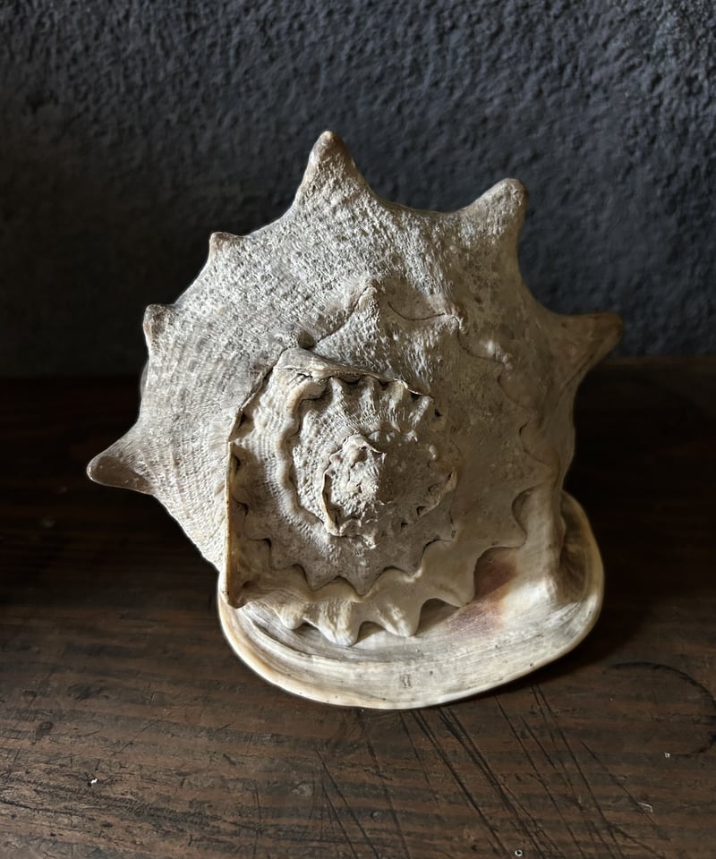 巻き貝の標本/トウカムリガイ/大きい/アンティーク | 骨董