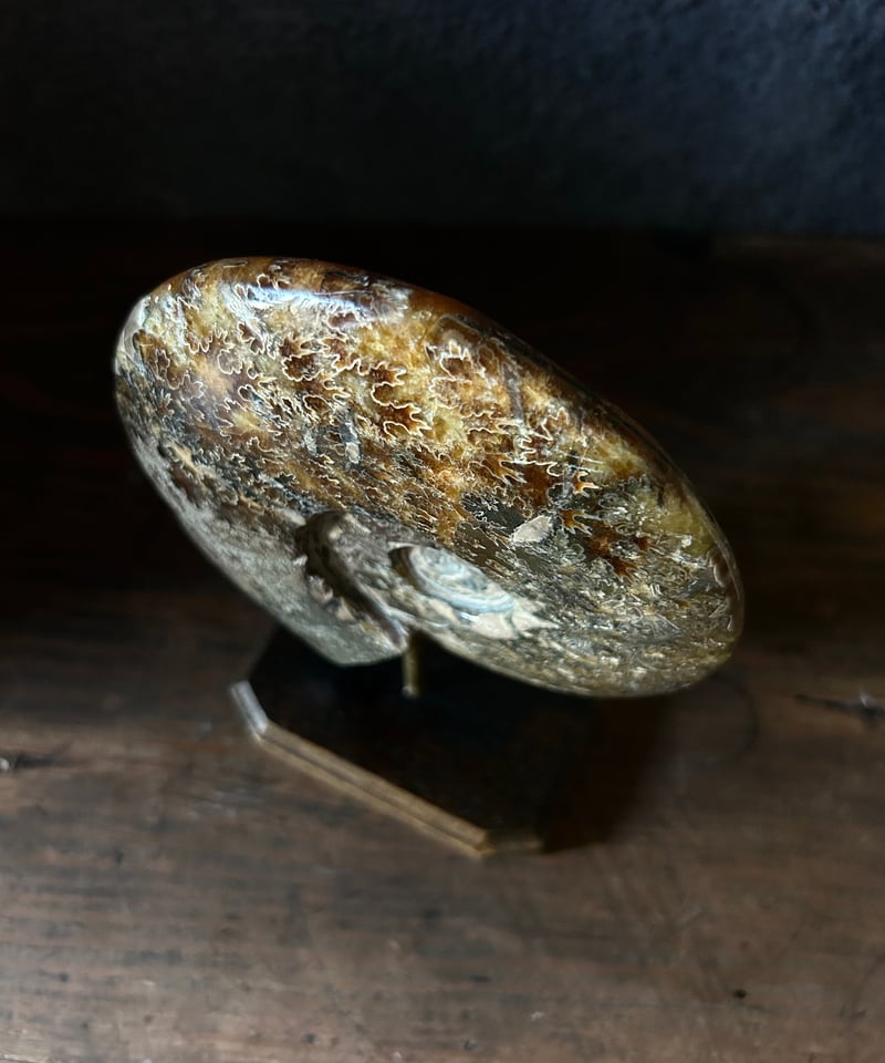 アンモナイト化石/標本/茶色/縫合線/原石/ | 骨董・アンティーク アンモナイト化石/標本/茶色/縫合線/原石/ | 骨董・アンティーク