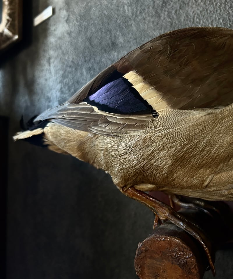 真鴨の剥製/骨董/アンティーク/壁掛け | 骨董・アンティークの