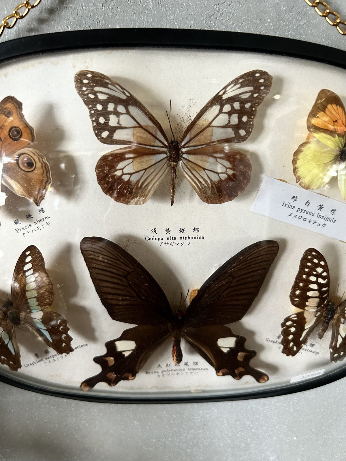 週末価格‼️ヒイロツマベニチョウ♂異常型標本☆アンボン島産☆稀異常