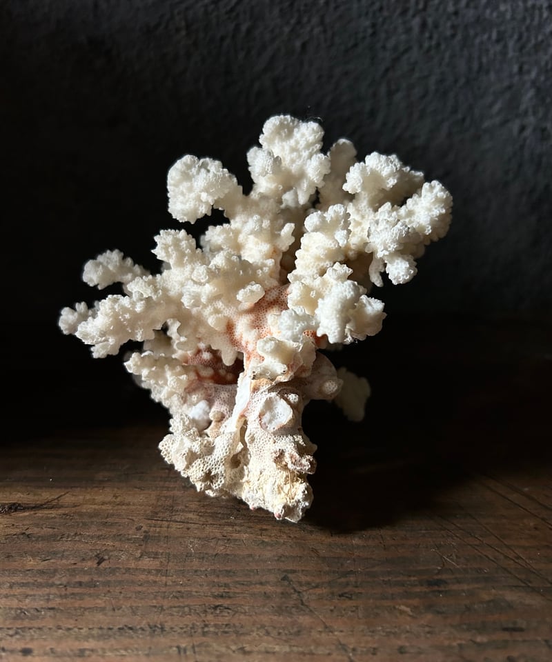 サンゴの標本/オブジェ/骨董/アンティーク | 骨董・アンティークの
