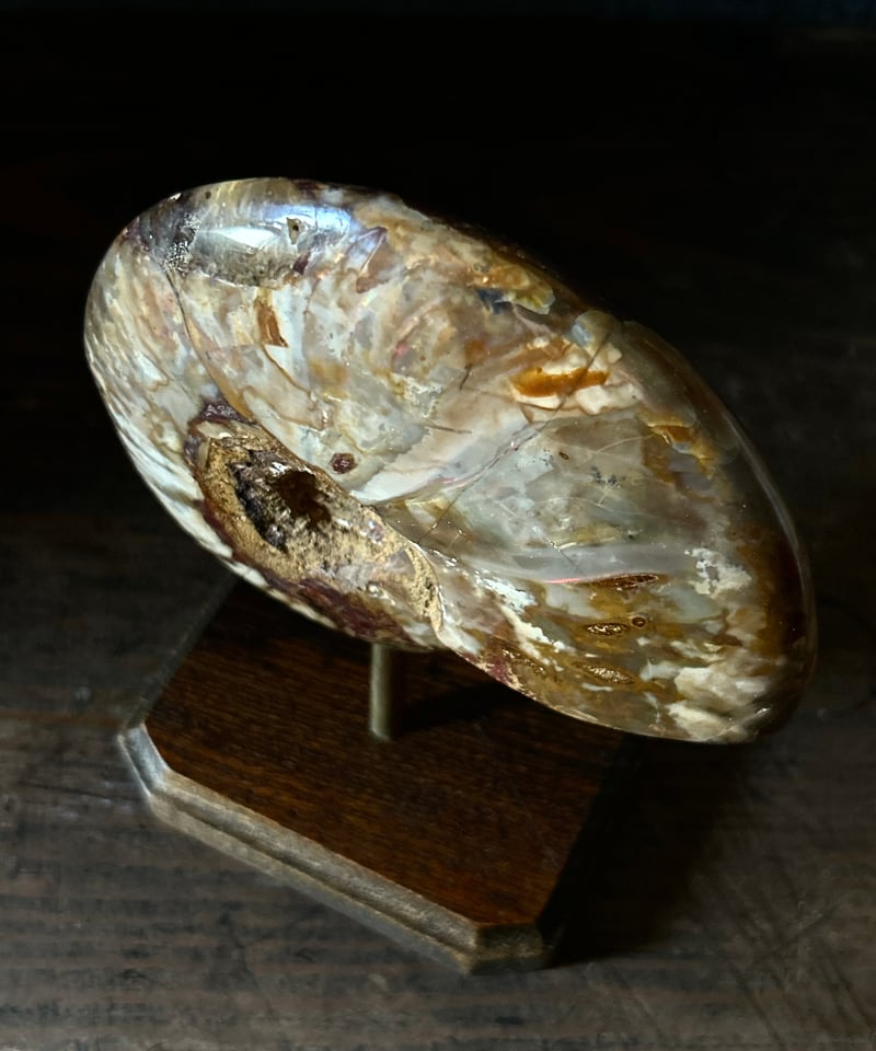 アンモナイト化石 ダークグレー 約15センチ アンティーク コレクション