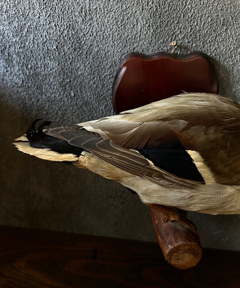 壁掛けよう小鴨の剥製 壁掛けよう小鴨の剥製 壁掛けよう小鴨の剥製 壁掛けよう小鴨の剥製