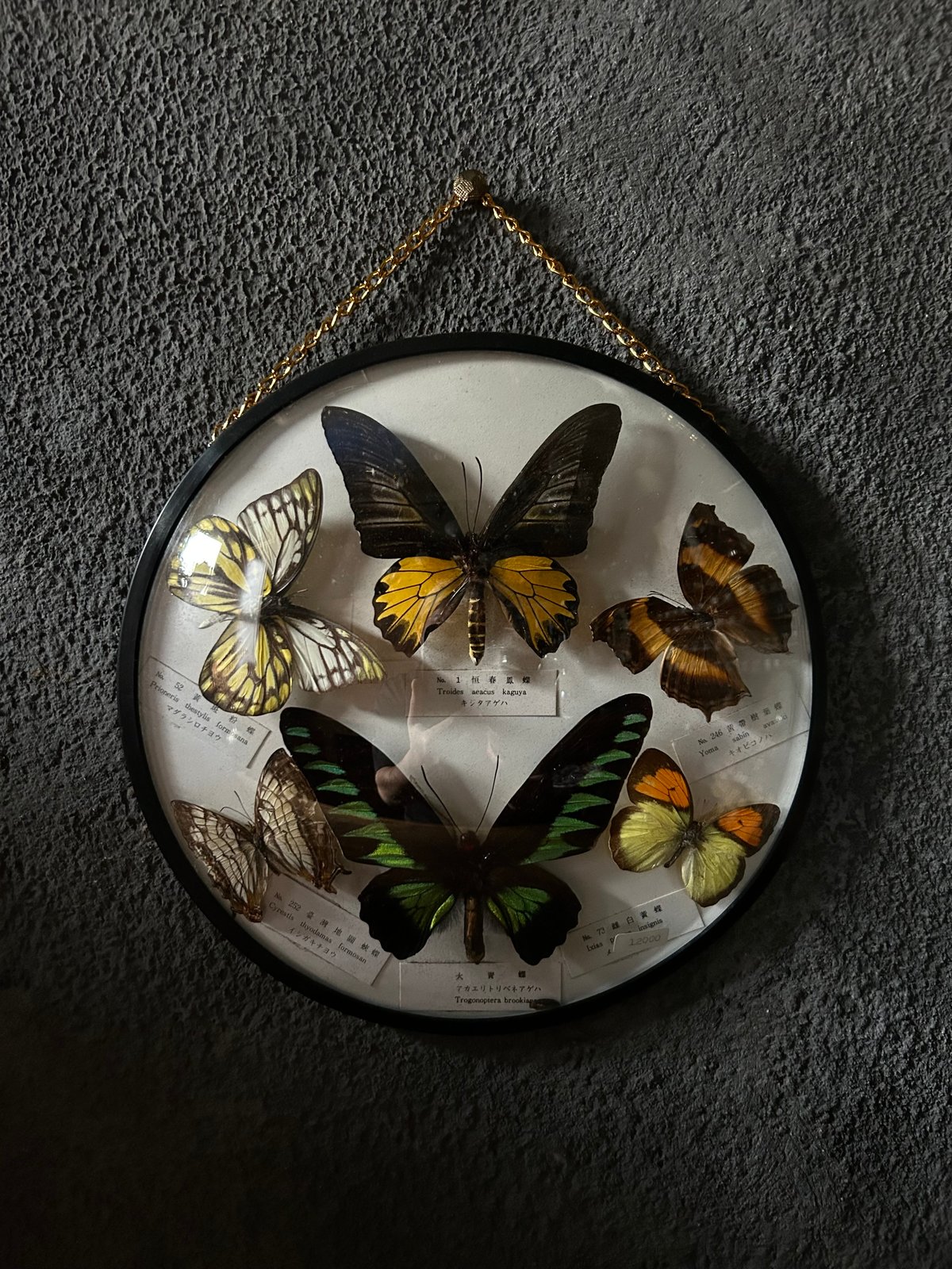 蝶の標本 ヴィンテージ 蚤の市 アンティーク