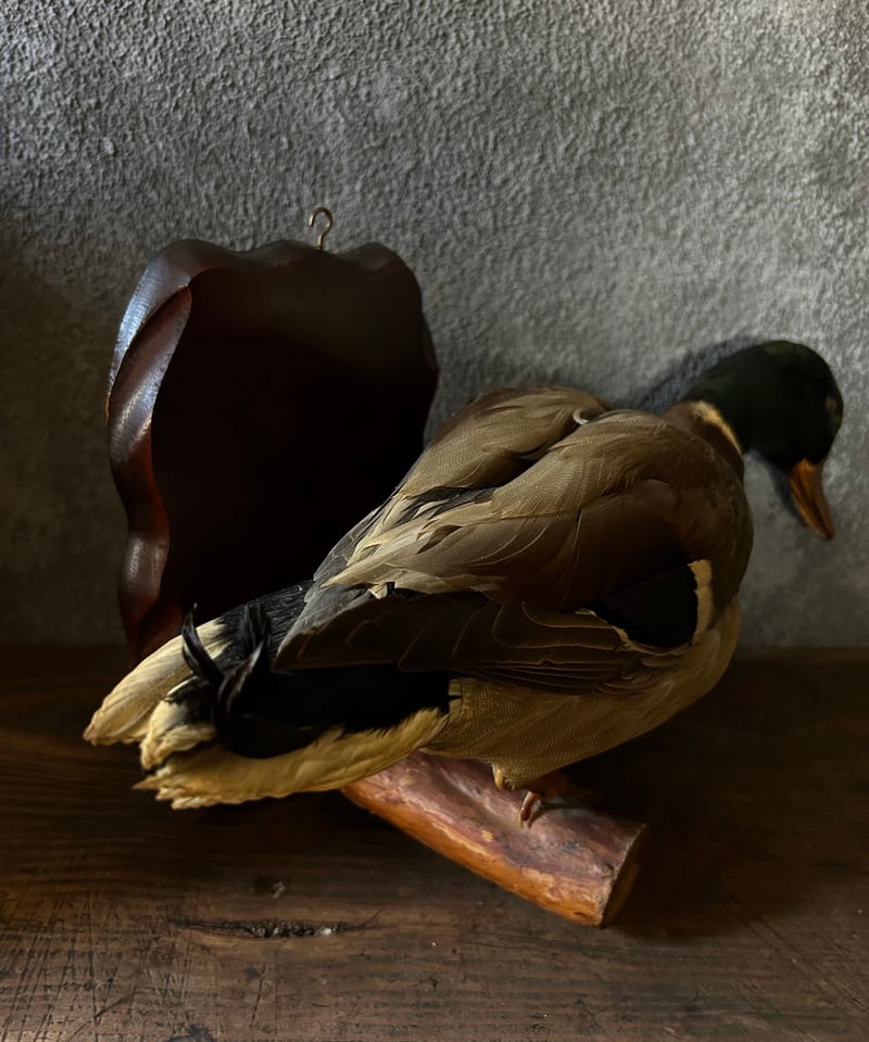 真鴨の剥製/骨董/アンティーク/壁掛け | 骨董・アンティークの