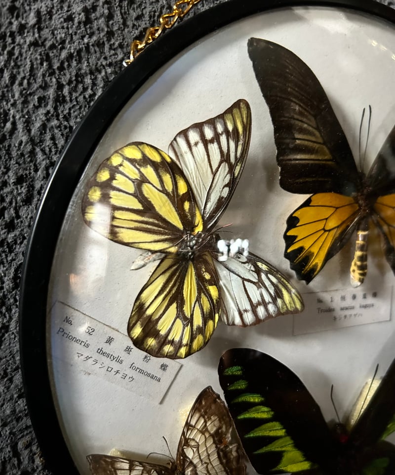 蝶の標本/壁掛け/丸型/クラシック | 骨董・アンティークのオンライン
