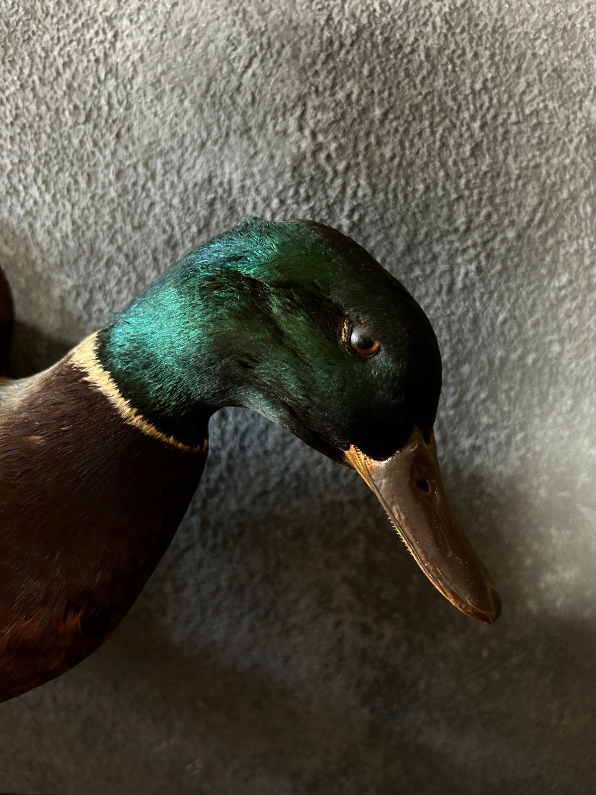 真鴨の剥製/骨董/アンティーク/壁掛け | 骨董・アンティークの