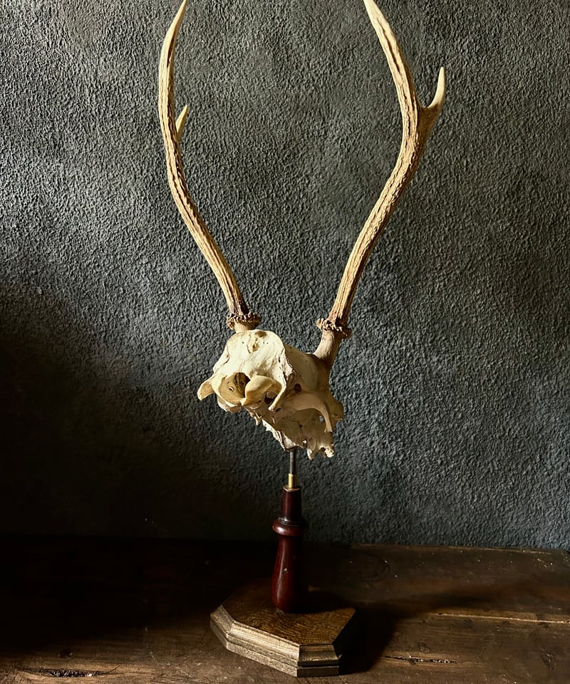 バイソン　ハンティングトロフィー　剥製　標本　頭骨 バイソン ハンティングトロフィー 剥製 標本 頭骨 バイソン