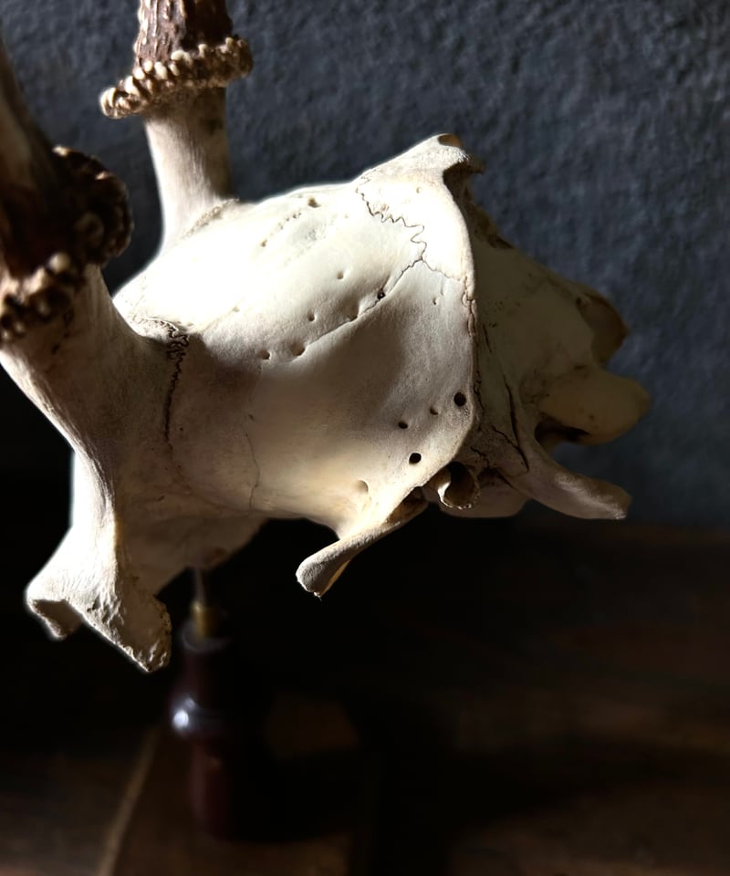 鹿角 標本 / 本物 頭蓋骨 / ハンティングトロフィー / 自然標本