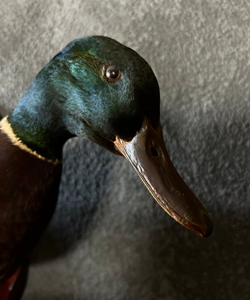 真鴨の剥製/骨董/アンティーク/壁掛け | 骨董・アンティークの