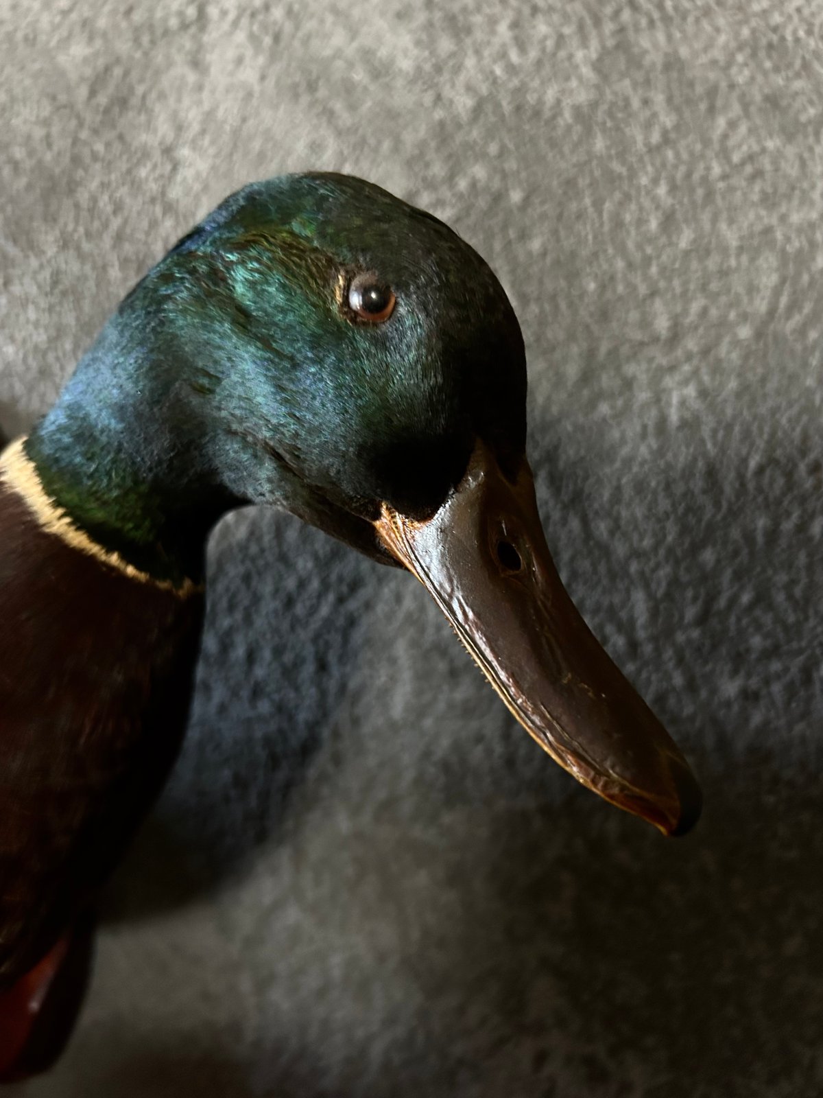 真鴨の剥製/骨董/アンティーク/壁掛け | 骨董・アンティークの