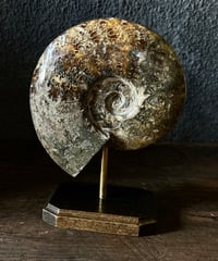 アンモナイト/オブジェ/標本/茶色/縫合線/原石/ | 骨董・アンティーク