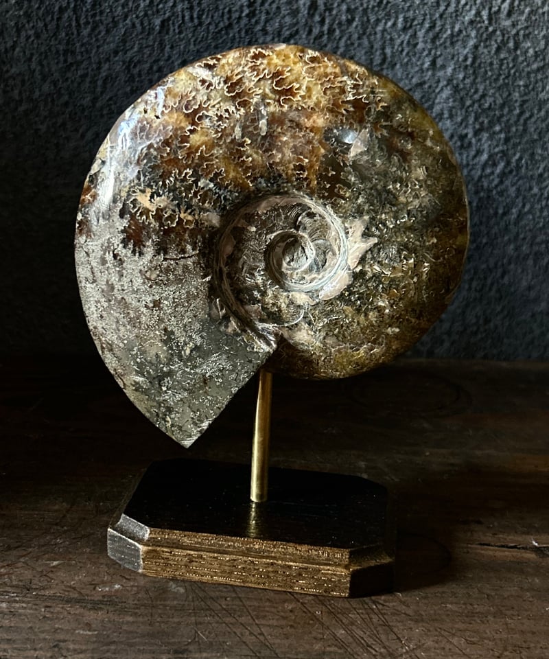アンモナイト/オブジェ/標本/茶色/縫合線/原石/ | 骨董・アンティーク