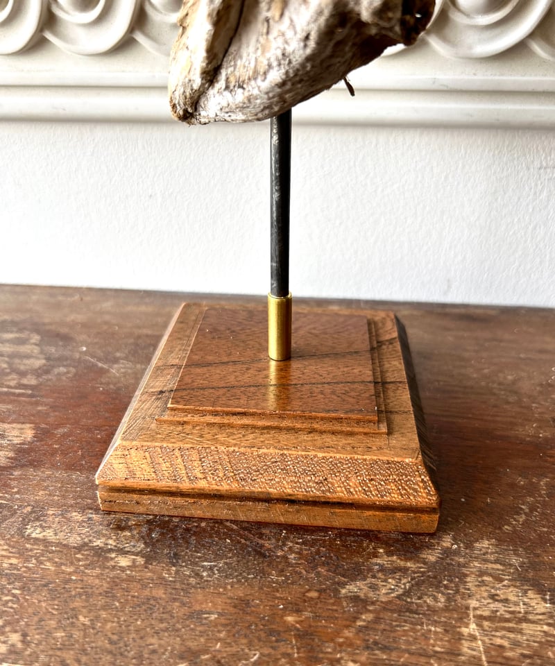 流木アート「牙」/オブジェ/インテリア | 骨董・アンティークの