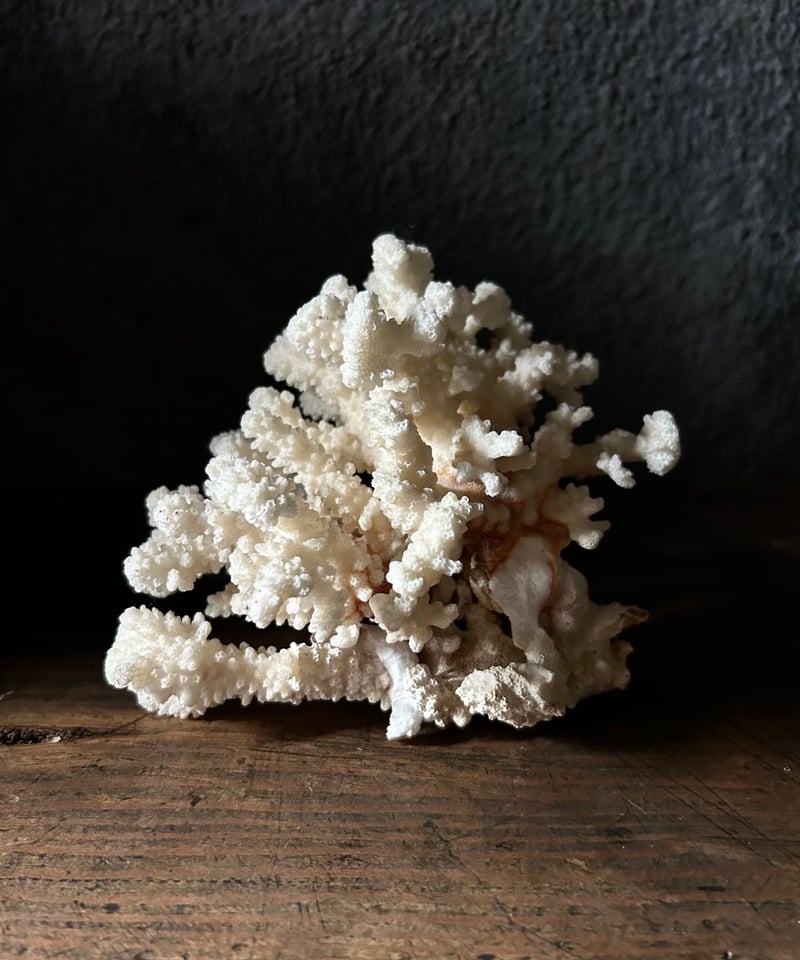 サンゴの標本/オブジェ/骨董/アンティーク | 骨董・アンティークの