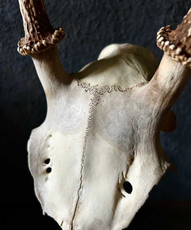 鹿角 標本 / 本物 頭蓋骨 / ハンティングトロフィー / 自然標本