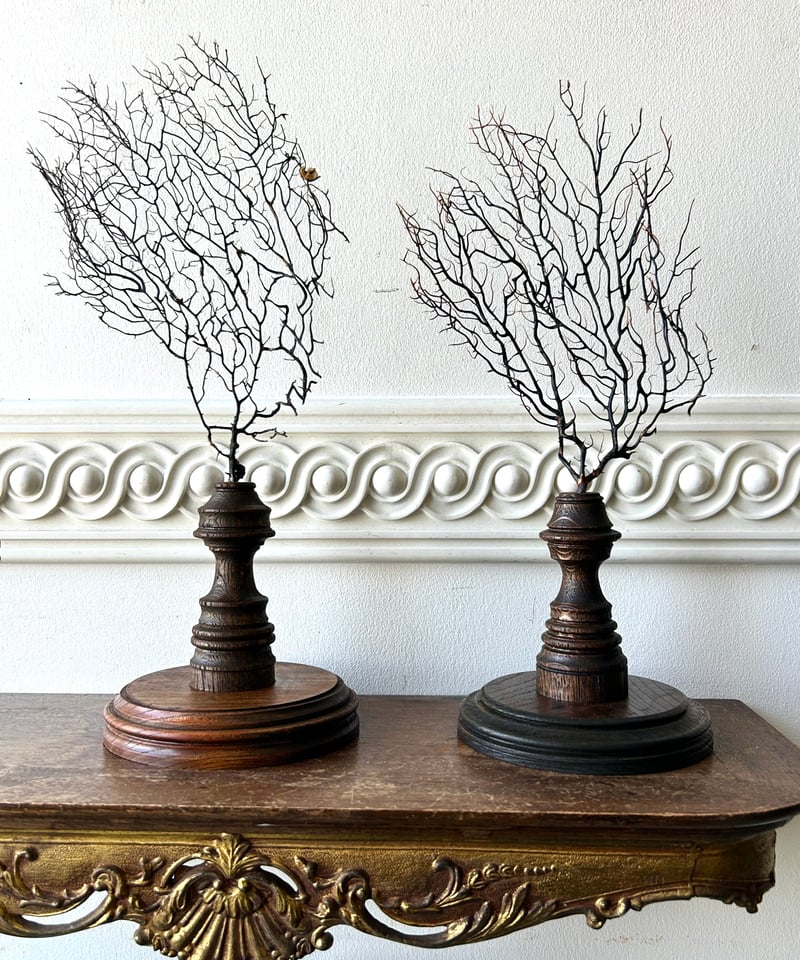 サンゴ標本「海団扇A」/アンティーク/オブジェ | 骨董・アンティーク