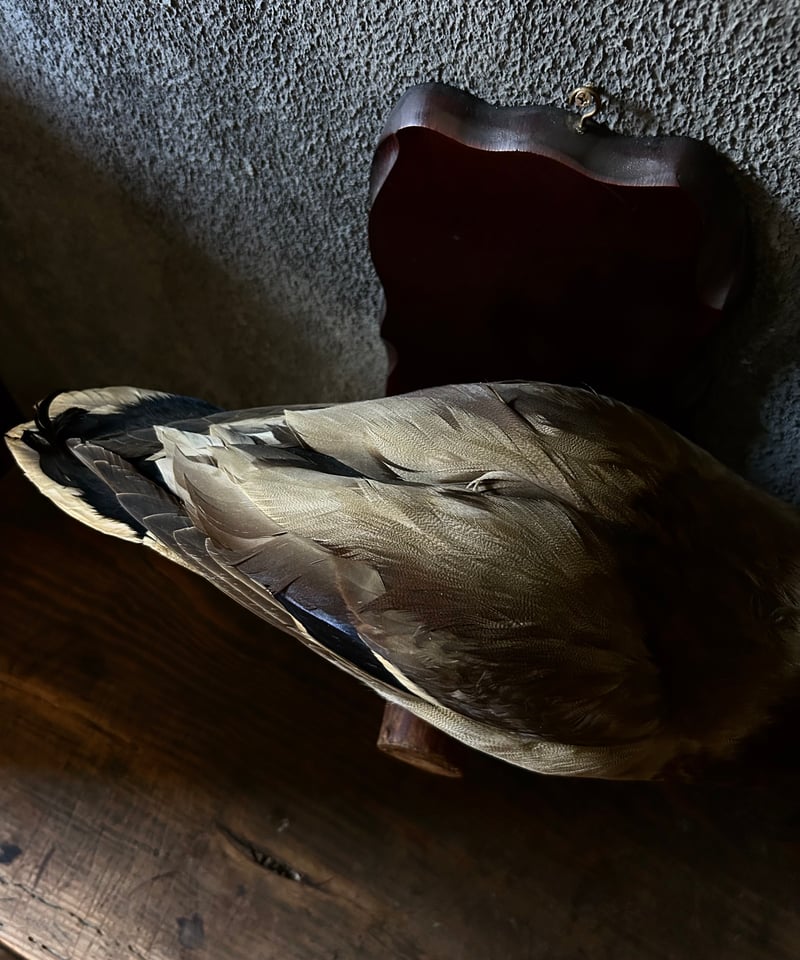 真鴨の剥製/骨董/アンティーク/壁掛け | 骨董・アンティークの