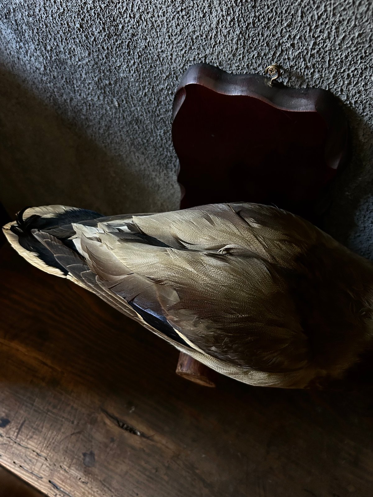 真鴨の剥製/骨董/アンティーク/壁掛け | 骨董・アンティークの