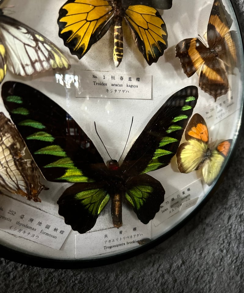 蝶の標本/壁掛け/丸型/クラシック | 骨董・アンティークのオンライン