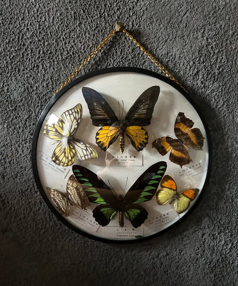 蝶の標本/壁掛け/丸型/クラシック | 骨董・アンティークのオンライン