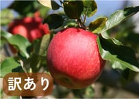 シナノスイート【訳あり品】　※商品不足のためWeb　もしくは　LINE　にてご予約下さい