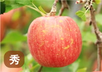 サンふじ【秀品】
