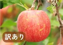 サンふじ【訳あり品】
