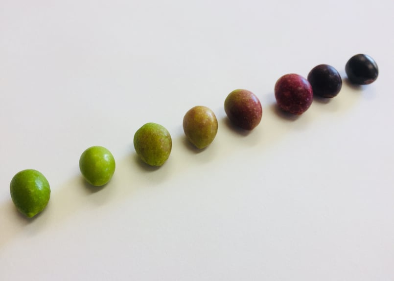 MURO & OLIVE OIL (M%O) / M%O [LP] 新品送料込 MURO & OLIVE OIL (M%O) / M%O [LP] 新品送料込 MURO & OLIVE OIL (