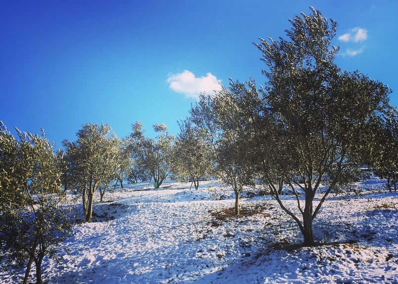 Extra Virgin Olive Oil JAPAN ( M ) 92g | araiol